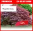 Katalog Szarotka w: Konin | Promocja do 25.07 | 2026-07-13T00:00:00.000Z - 2026-07-25T00:00:00.000Z