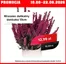 Katalog Szarotka w: Margonin | Promocja do 22.08 | 2026-08-10T00:00:00.000Z - 2026-08-22T00:00:00.000Z