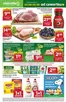 Katalog Stokrotka w: Puchaczów | Market | 2026-08-20T00:00:00.000Z - 2026-08-26T00:00:00.000Z
