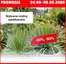 Katalog Szarotka | Promocja do 5.09  | 2026-08-31T00:00:00.000Z - 2026-09-05T00:00:00.000Z