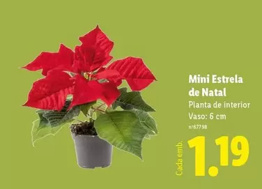 Mini -  Estrela De Natal