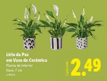 Planta -  De Interior