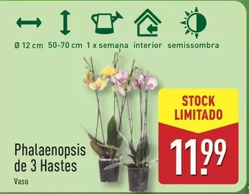 Phalaenopsis De 3 Hastes