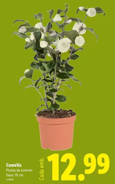 Planta - Caméra Piana De Exterior Vass