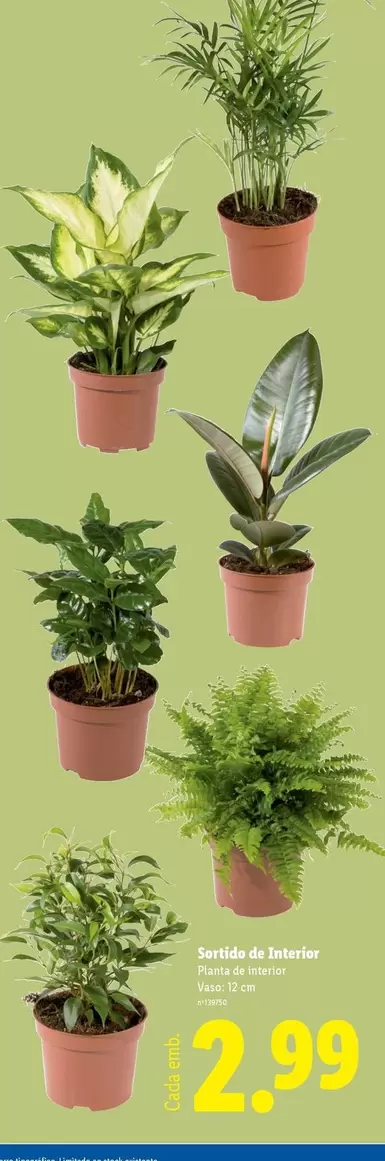 Planta - Santa De Jaunera