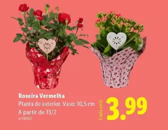 A+ - Roseira Vermelha