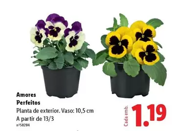 A+ - Amores Perfeitos