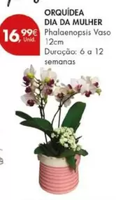 A+ - Orquidea Dia Da Mulher