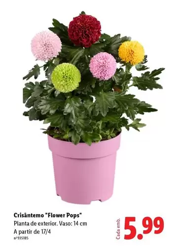 Planta - Crsantemo "flower Pops"