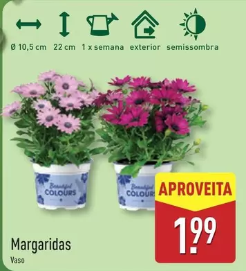 Margaridas