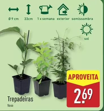 Sol - Trepadeiras Vaso