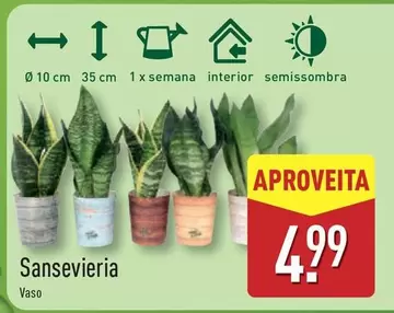 Sansevieria
