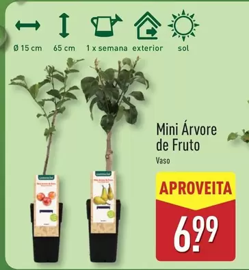 Sol - Mini Arvore De Fruto