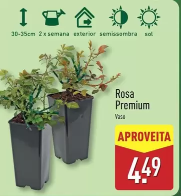 Sol - Rosa Premium