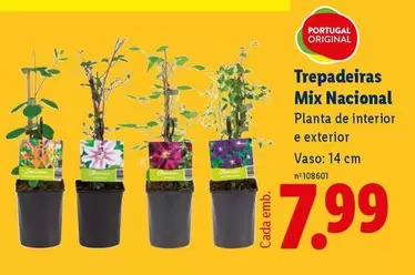 portugal - Trepadeiras Mix Nacional