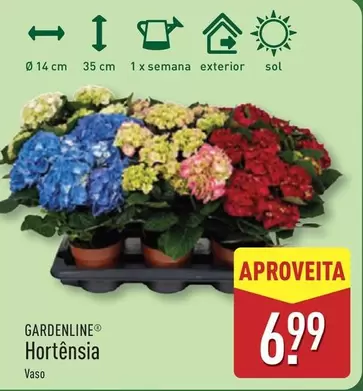 Sol - Hortensia