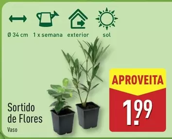 Sol - Sortido De Flores