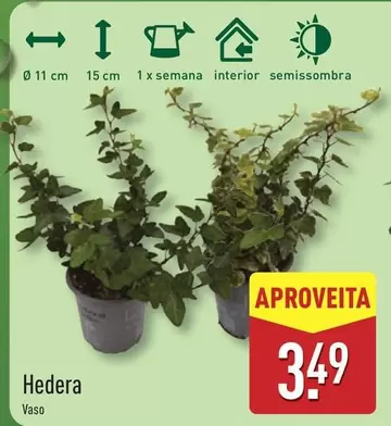 Hedera Vaso