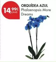 Orquidea Azul