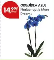 Orquidea Azul