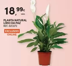 Planta -  Natural