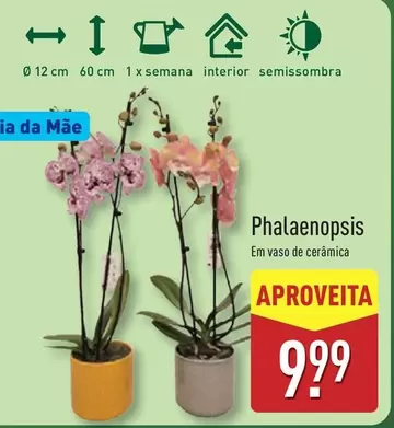 Phalaenopsis