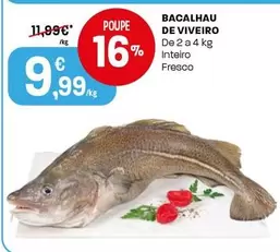 Bacalhau De Viveiro