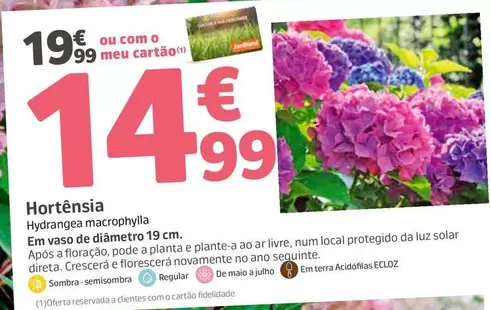 Hortênsia