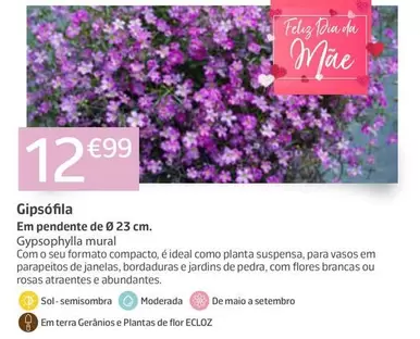  Gipsófila