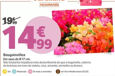 Bougainvillea 