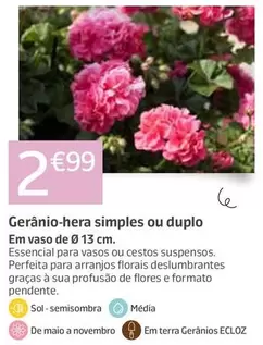 Gerânio-Hera Simples Ou Duplo 