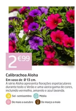 Calibrachoa Aloha 