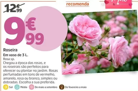 Roseira 