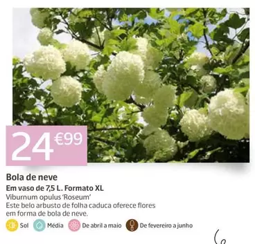 Bola De Neve 