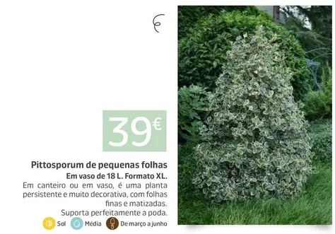 Pittosporum De Pequenas Folhas