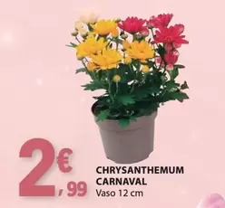 Chrysanthemum Carnaval