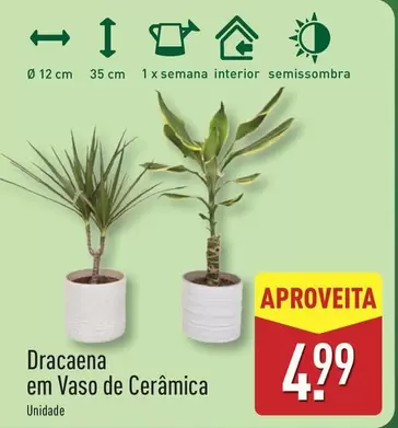Dracaena Em Vaso De Cerámica