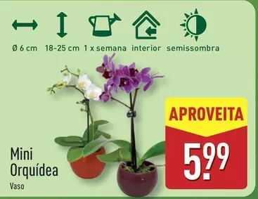 Mini -  Orquídea