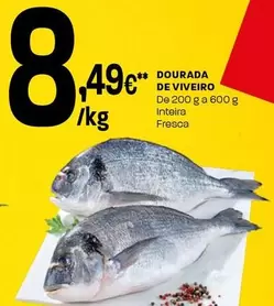 Dourada De Viveiro