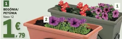 Begonia/Petunia