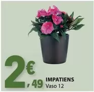 Impatiens Vaso 12