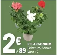 Peltatum/Zonale Vaso 12