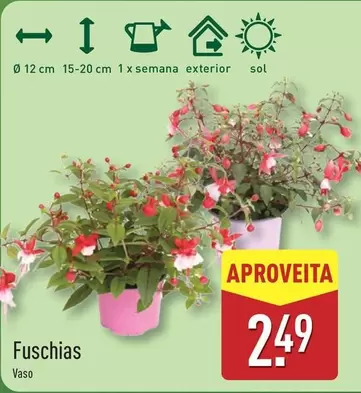 Sol - Fuschias