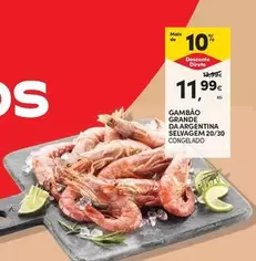 Gambao Grande Da Argentina Selvagem 20/30