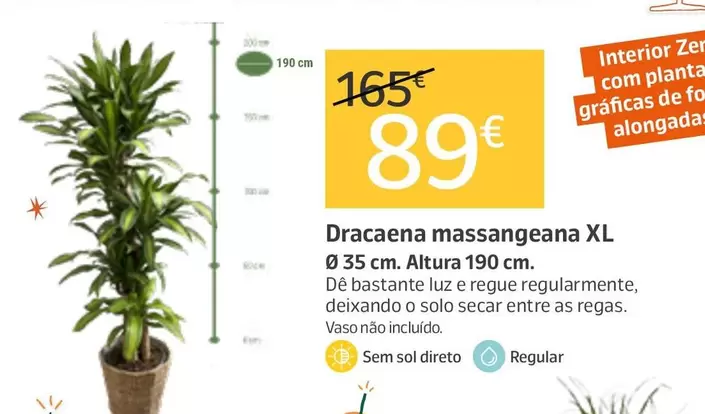 Dracaena Massangeana Xl