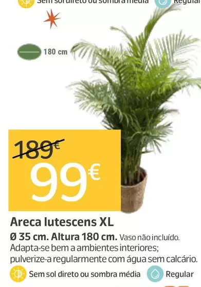 Areca Lutescens Xl