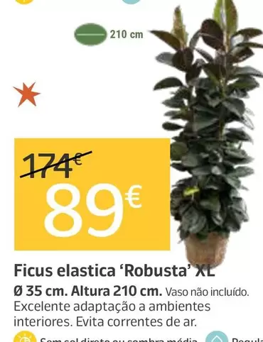 Ficus Elastica 'Robusta' Xl