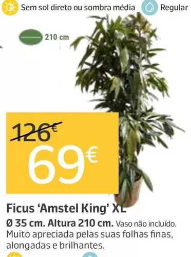 Ficus 'Amstel King' Xl