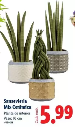 Mix - Sansevieria  Ceramica