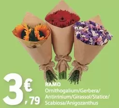 Ormithogalum/gerbera/antirniium/grasso/statice/ Scabiosa/Anigozanthus